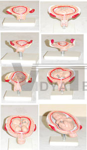 The Development Process For Fetus Pharmaceutical and Anatomical Model Gifts